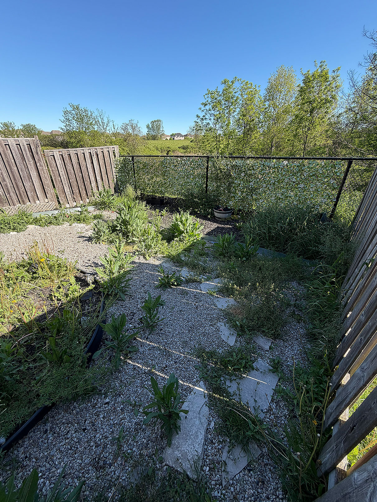 Backyard landscaping before